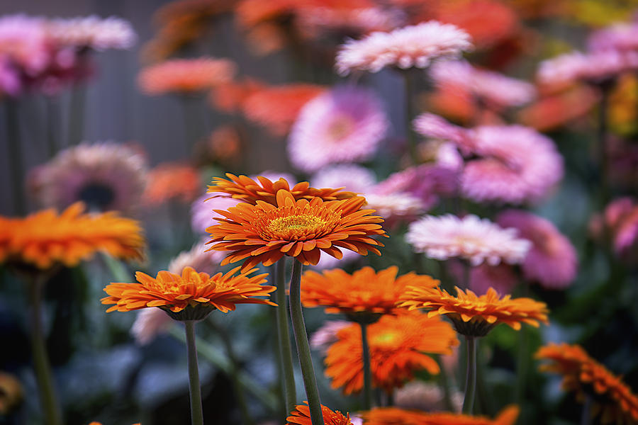 Daisy Photograph - In The Garden by Garry Gay
