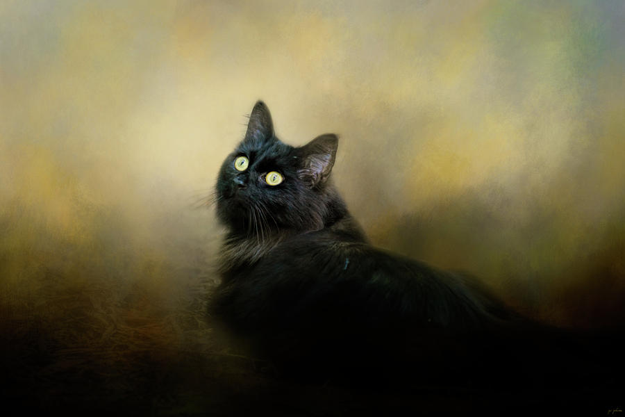 In The Garden Light Cat Art Photograph by Jai Johnson
