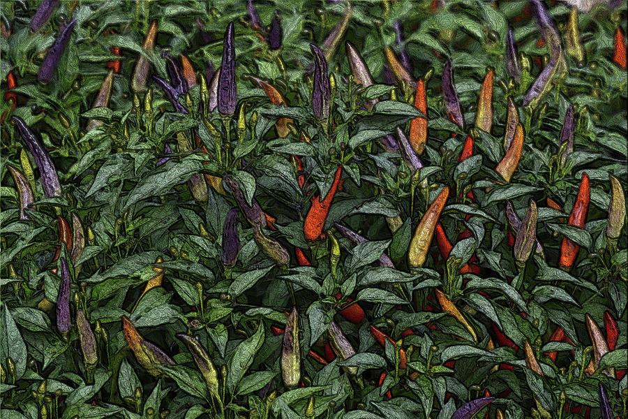 In The Garden - Ornamental Peppers Photograph by Nadalyn Larsen