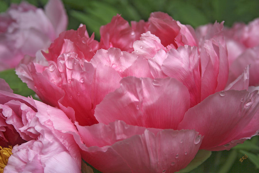 In The Garden. Pink Peonies Group Photograph