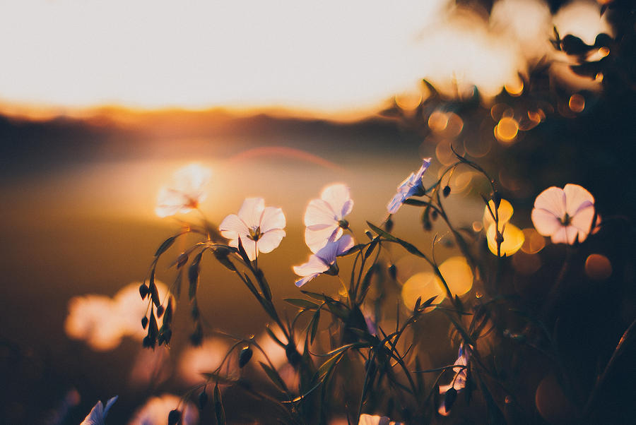 Garden Photograph - In The Garden by Tracy Jade Garden Photograph - In The Garden by Tracy Jade