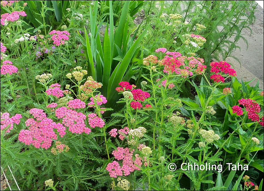 In the Garden - Yarrow Photograph by Chholing Taha