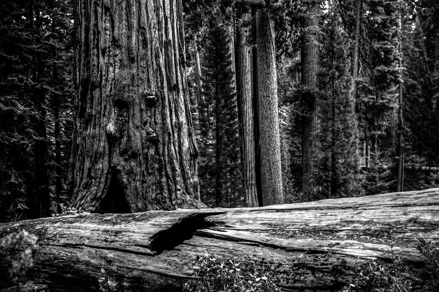 In The Giant Forest - Sequoia National Park Photograph