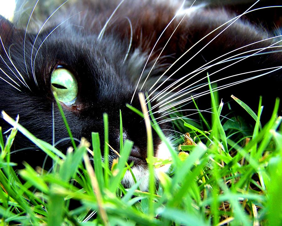 Cat Photograph - In The Grass by Jai Johnson