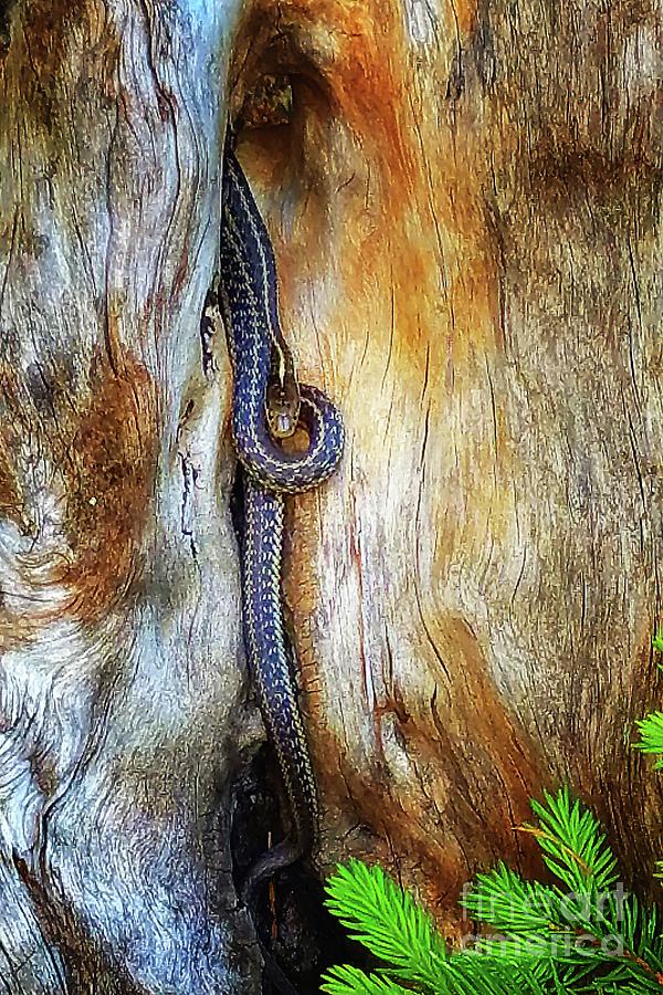 Snake Photograph - In the Groove by Lauren Leigh Hunter Fine Art Photography