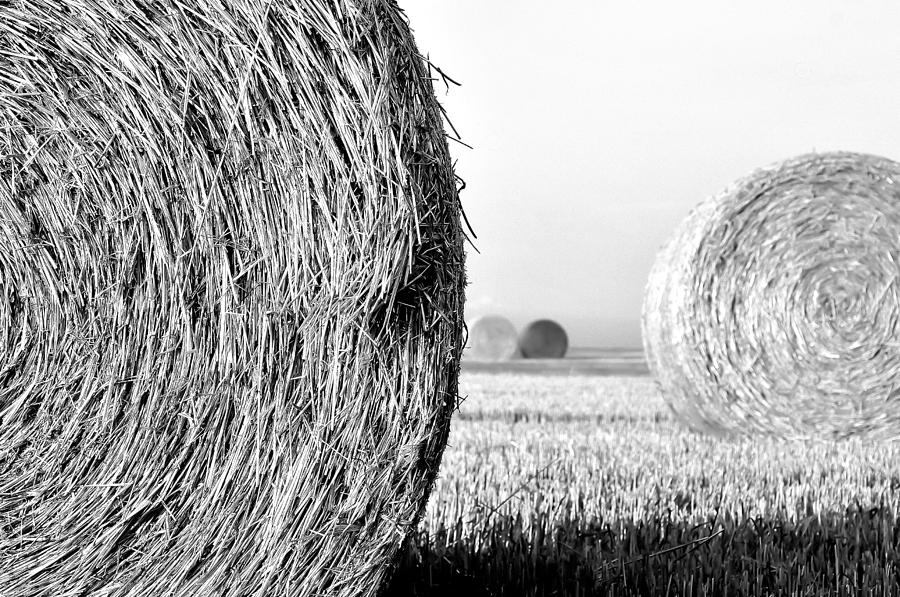 Black And White Photograph - In the Hay -black and white by Dana Walton
