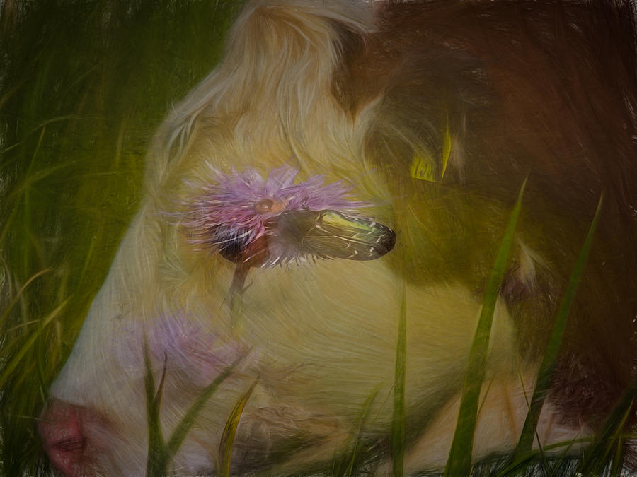 In the head of a Cow Photograph by Leif Sohlman