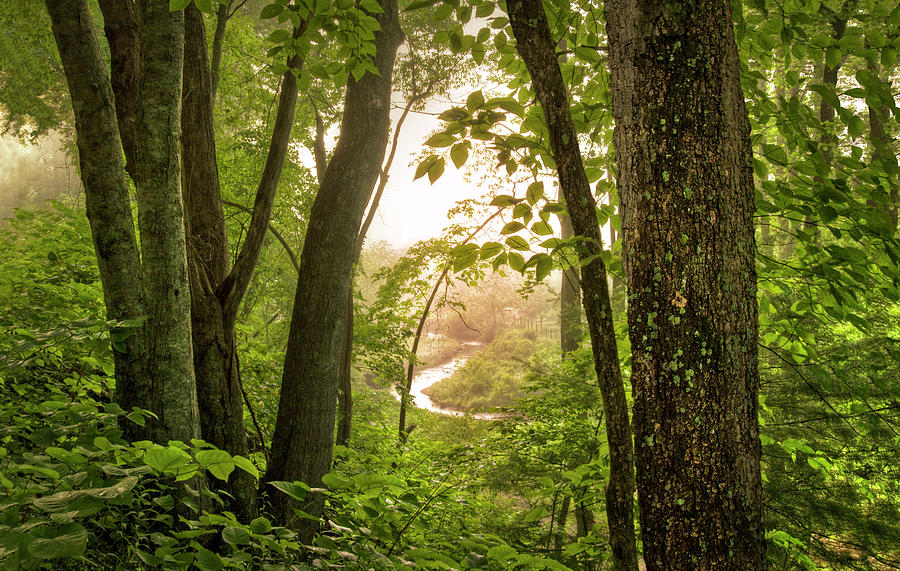 In the Heart of the Forest Photograph by Debra and Dave Vanderlaan