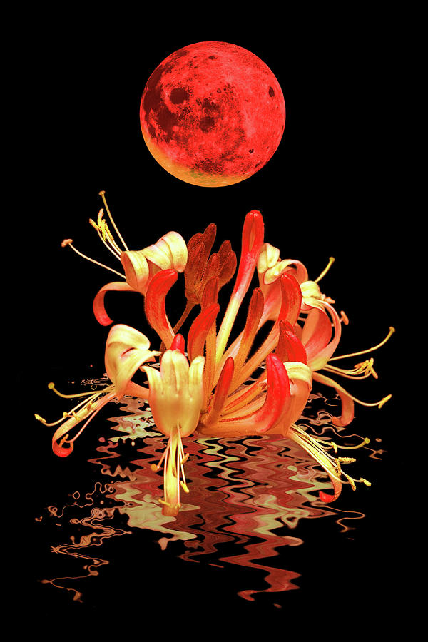 In The Heat Of The Night 2 Honeysuckle Red Moon Photograph by Gill Billington
