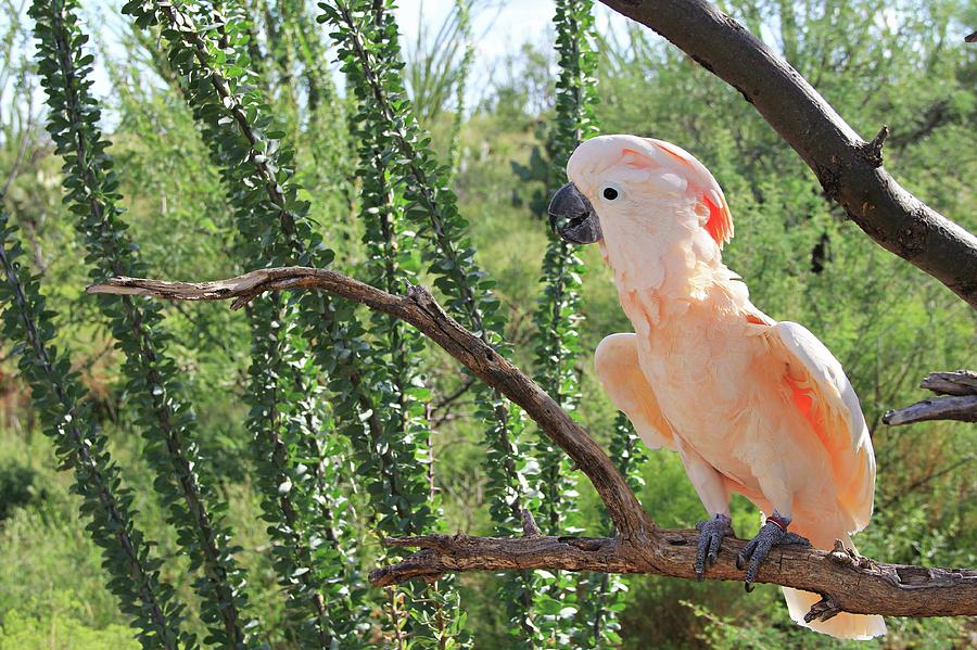 In The Mesquite Tree by Kimmi Craig In The Mesquite Tree by Kimmi Craig