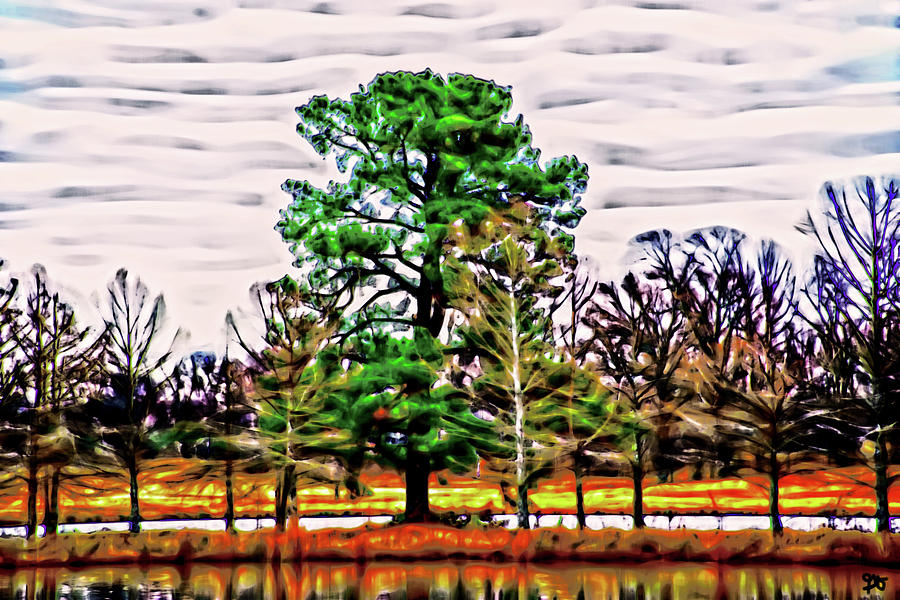 In The Middle Of A Pond Stands A Cedar Tree Photograph