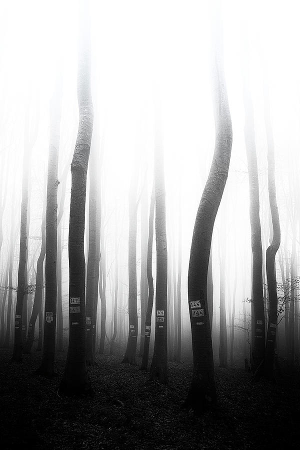 In the misty forest Photograph by Plamen Petkov