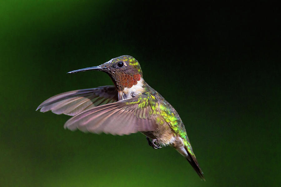 Hummingbird Photograph - In The Moment - Ruby-throated Hummingbird - Trochilus colubris by Spencer Bush