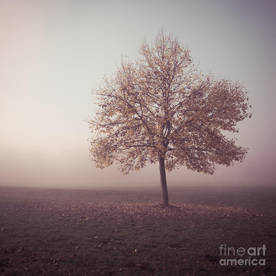 In The Mood For Fall Photograph by Hannes Cmarits