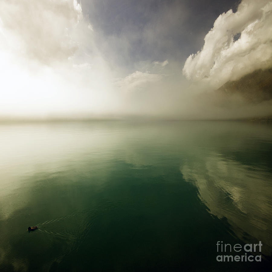 Duck Photograph - In The Morning Mist by Ang El
