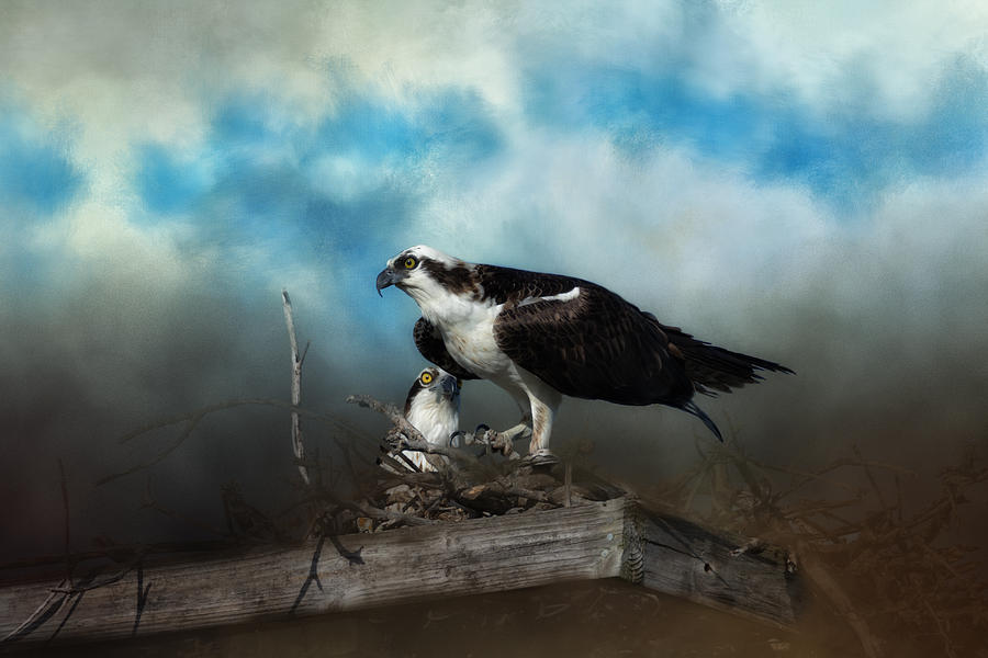 Osprey Photograph - In The Nest by Kim Hojnacki