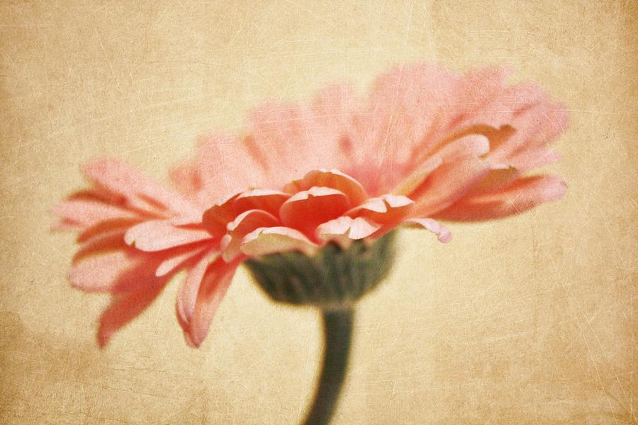 Flower Photograph - In the Pink by Cathie Tyler