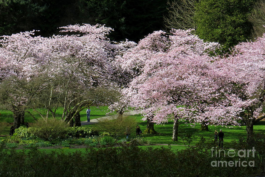 Spring Photograph - In the pink by Frank Townsley
