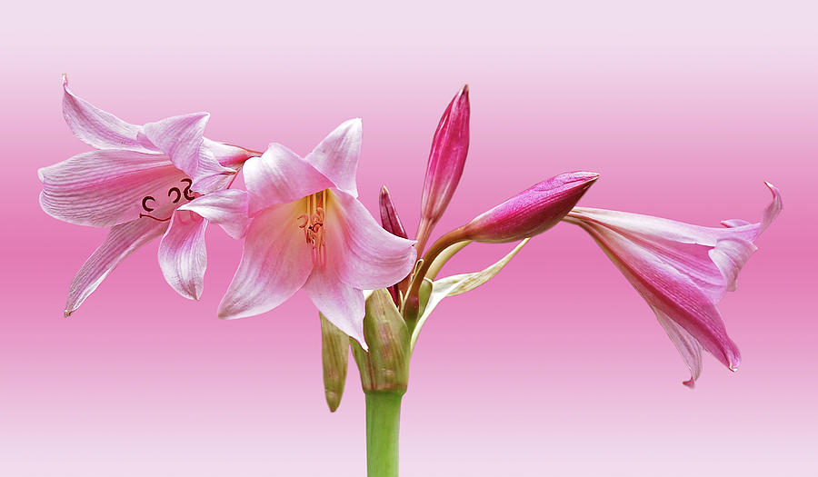 Lily Photograph - In The Pink  by Gill Billington