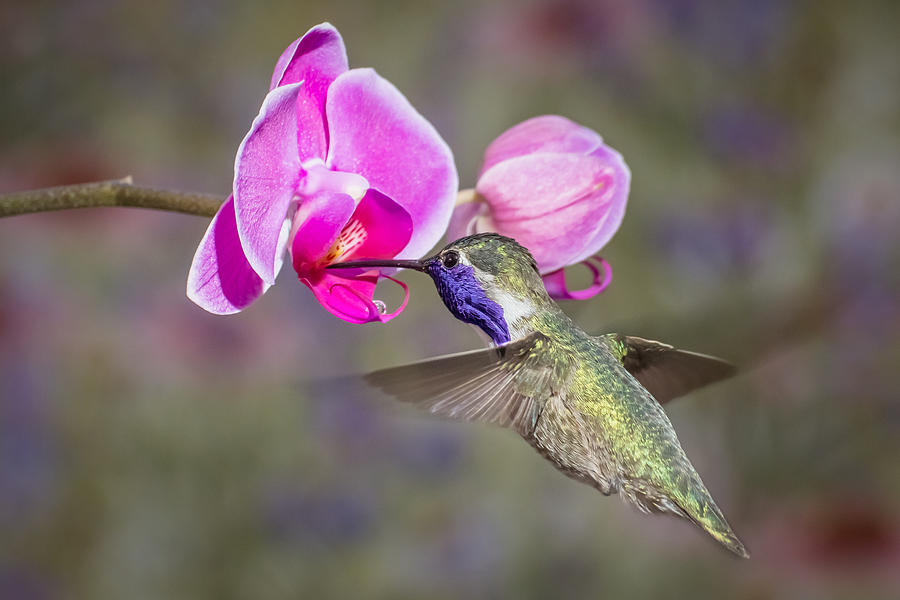 In the Pink Photograph by James Capo