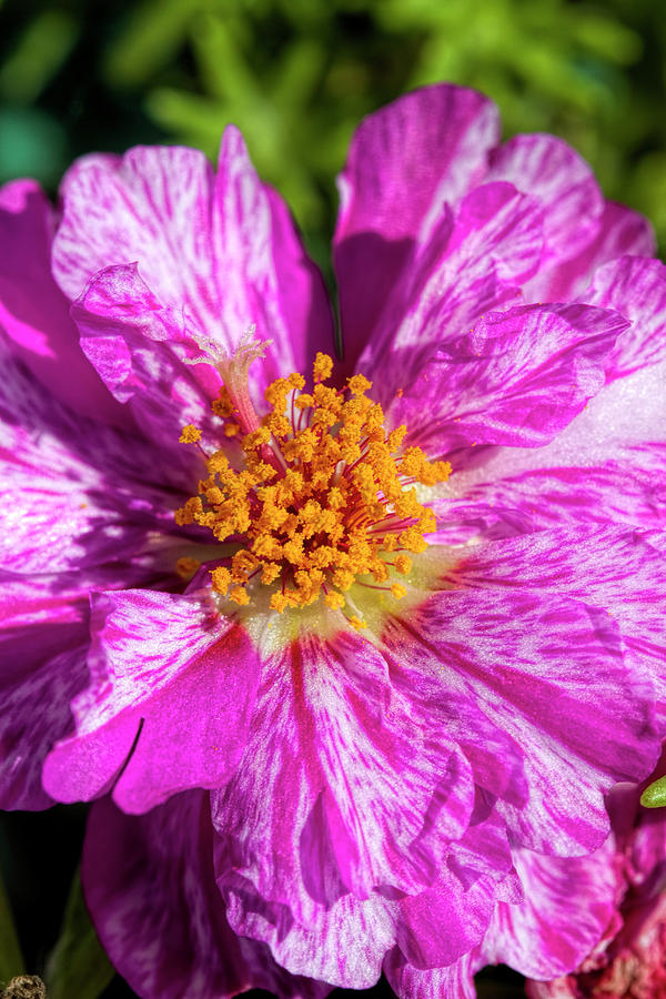 In the Pink Moss Rose Photograph by Kathy Clark