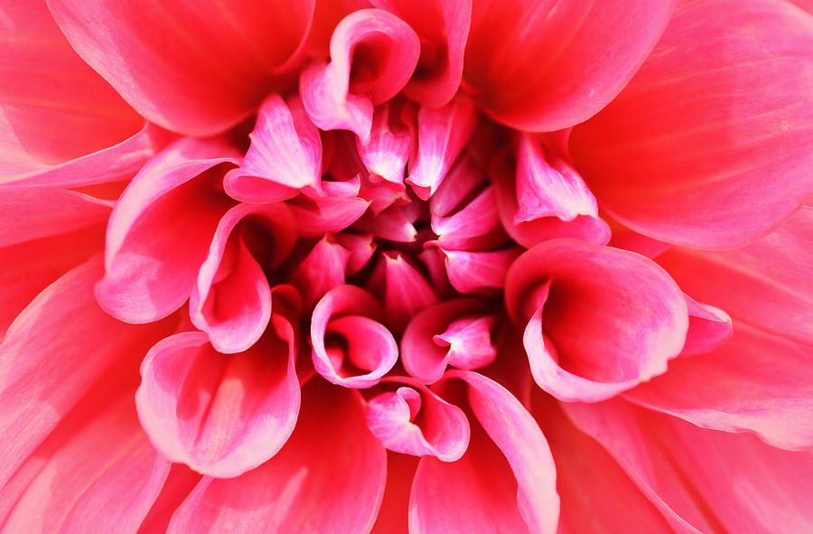 Spring Photograph - In the Pink by Richard Andrews