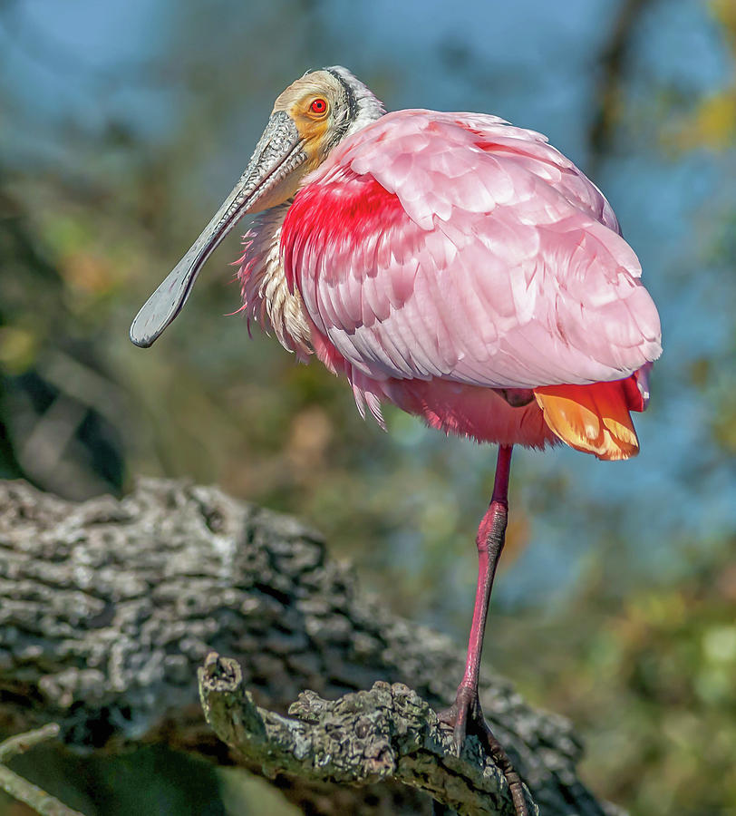 In the Pink Photograph by Vivian Starnes - Fine Art America