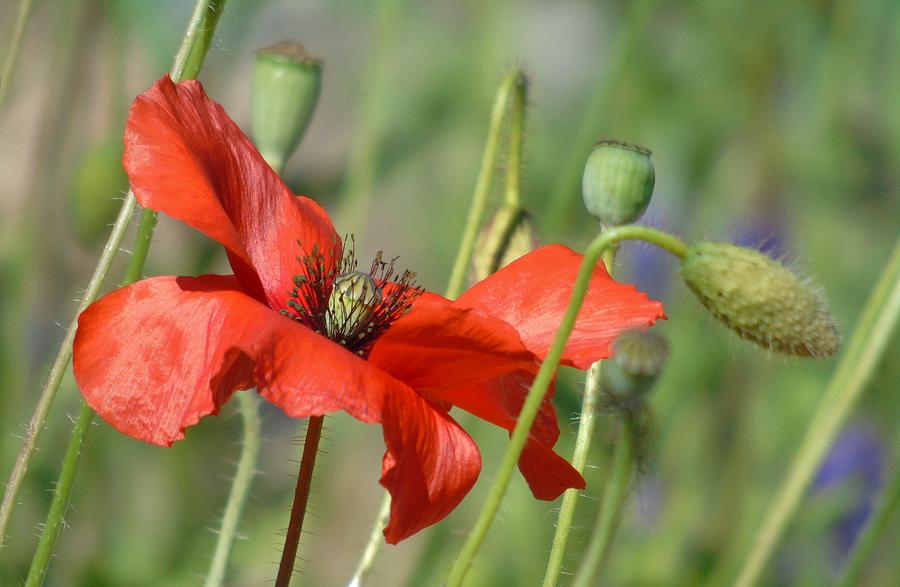 In the Poppy Garden Photograph by Barbara St Jean