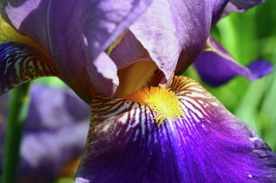 In The Purple Iris Photograph by Lyle Crump