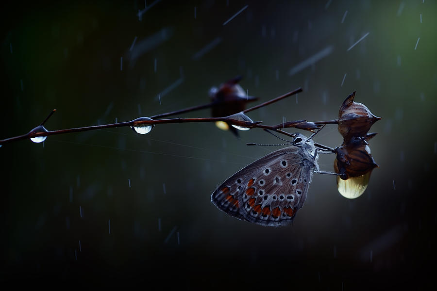 Butterfly Photograph - In The Rain... by Antonio Grambone