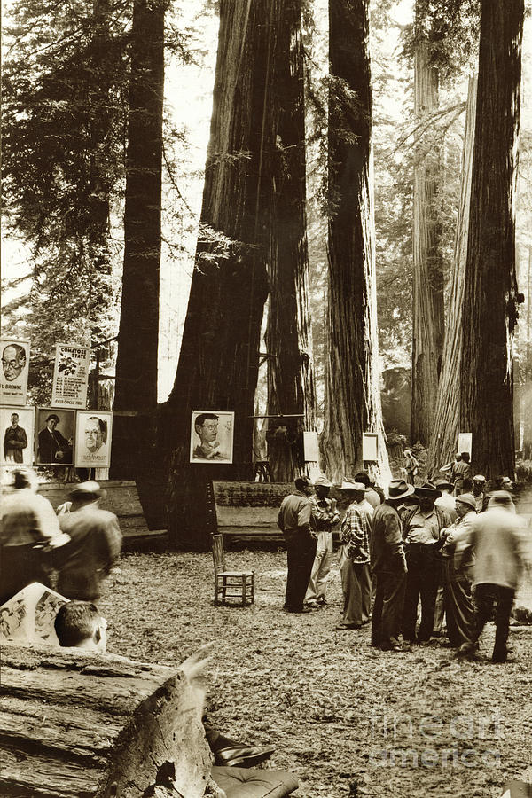 Redwoods Photograph - In the Redwoods, Bohemian club,  August 1955 by Monterey County Historical Society
