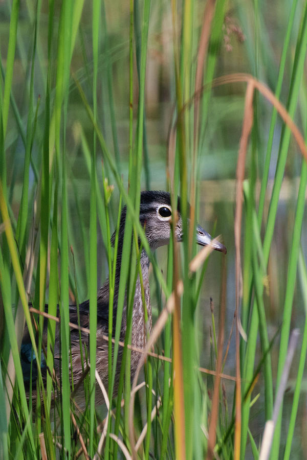 In the Reeds Photograph by Bill Wakeley