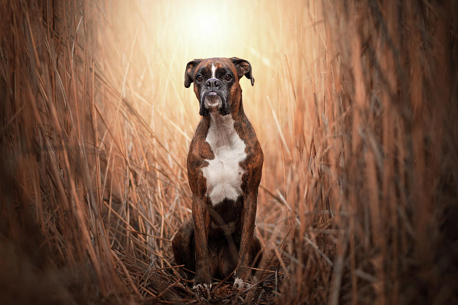 Beauty Boxer Dog In The Reeds Photograph