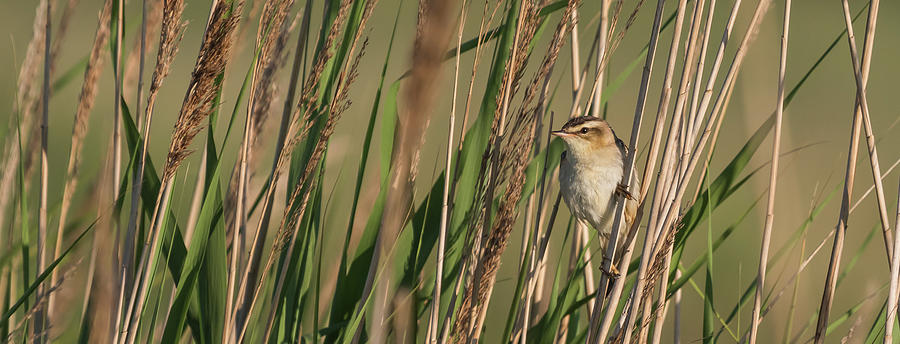 In the Reeds Photograph by Wendy Cooper