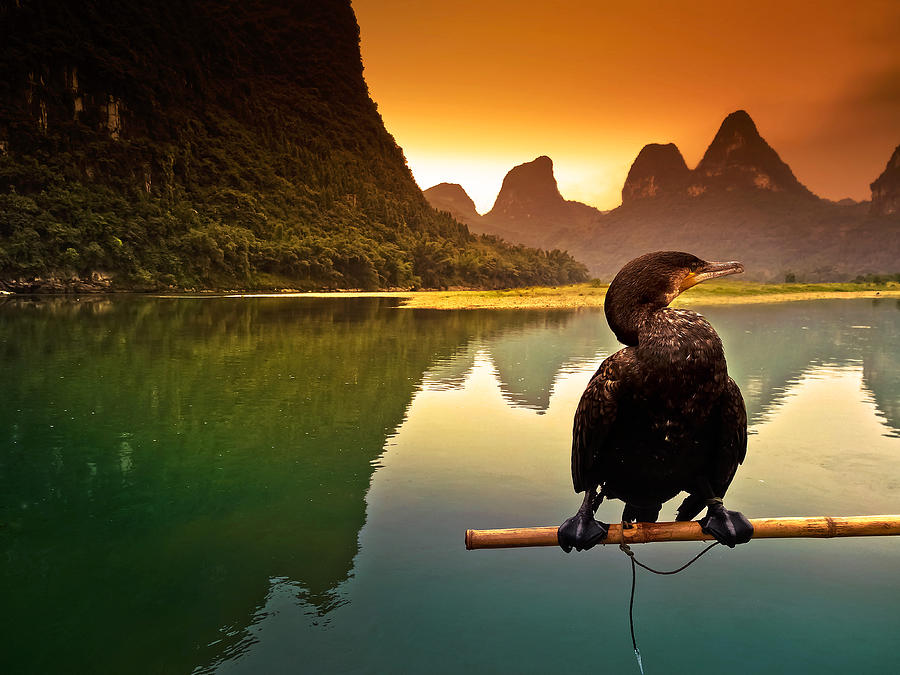 In the rest of cormorant watching the sunset-China Guilin scenery Lijiang River in Yangshuo Photograph by Artto Pan