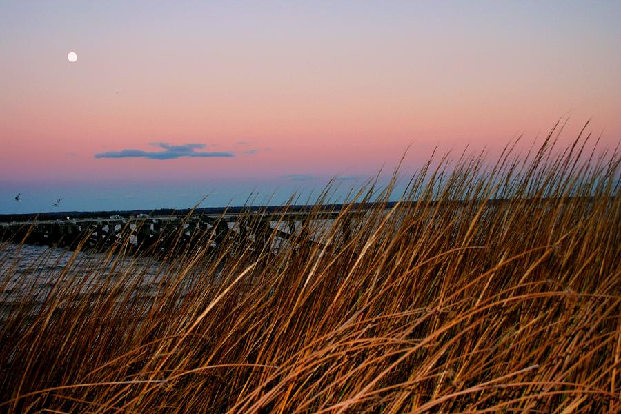 Beach Photograph - In the Rushes by Pathways Life  Coaching