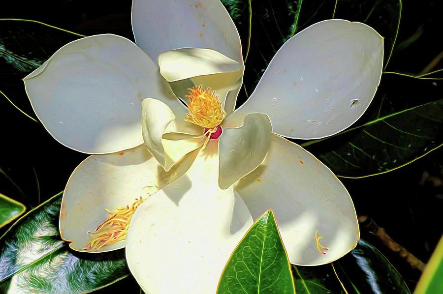 Magnolia Flower Photograph - In the Shade by Diana Mary Sharpton