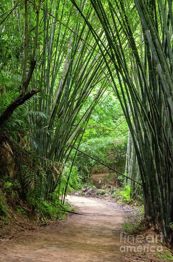 In The Shade Of Bamboos Photograph by Michelle Meenawong