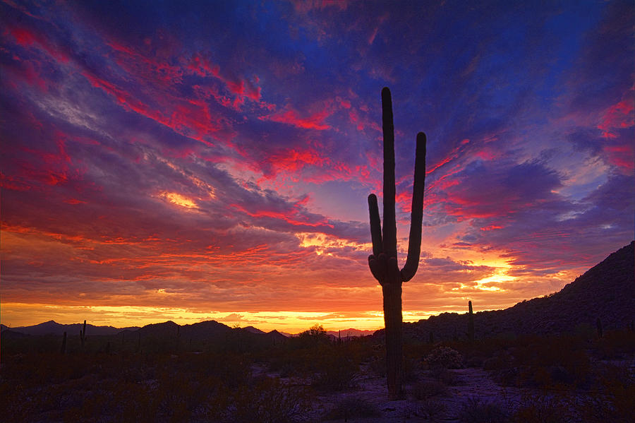 Sunset Photograph - In the Shadow of the Saguaro Sunset  by Saija Lehtonen