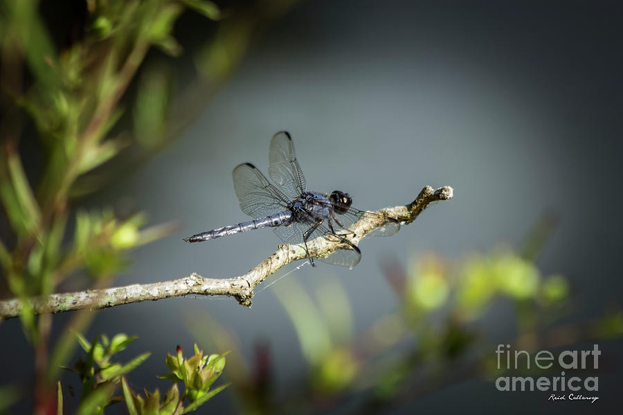 In The Shadows Dragonfly 777 Art Photograph by Reid Callaway
