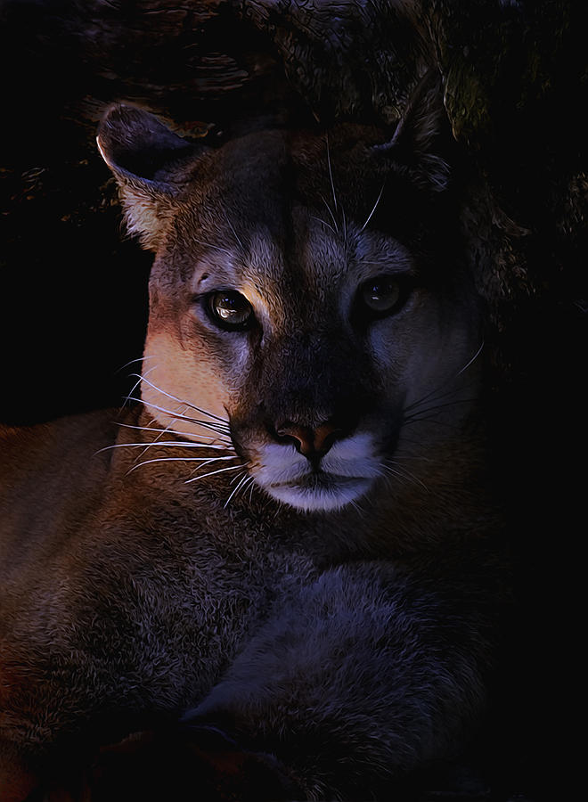 Lion in the Shadows Photograph by John Christopher