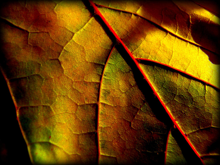Fall Photograph - In the shadows by Lisa Jayne Konopka