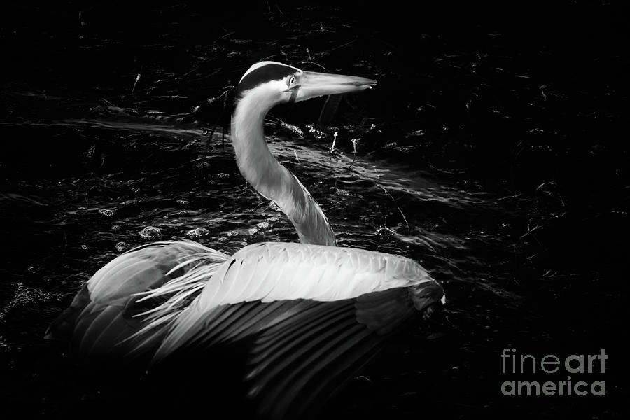 Great Blue Heron Photograph - In the Shadows by Michael McStamp