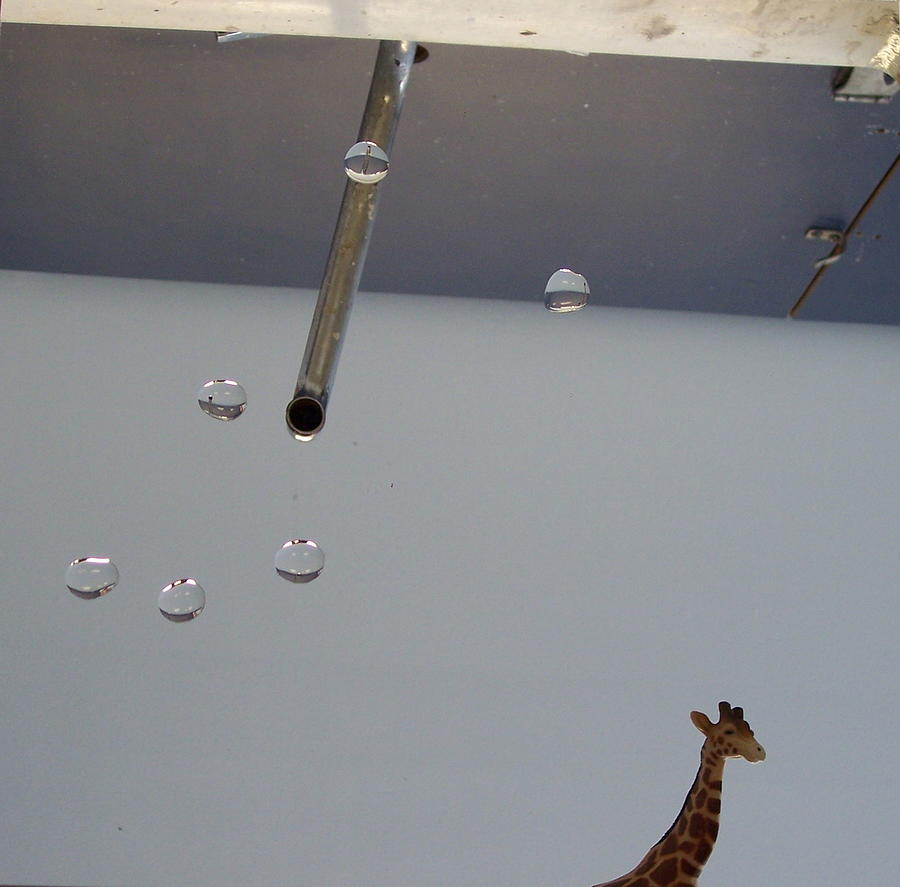 Giraffe Photograph - In the Sink by Michelle Miron-Rebbe Giraffe Photograph - In the Sink by Michelle Miron-Rebbe