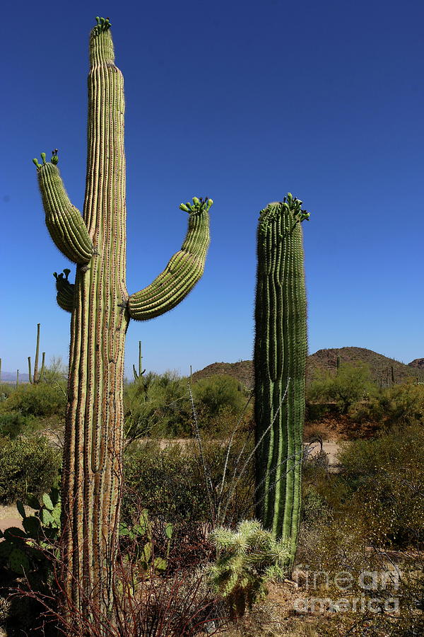 In The Sonoran Desert Photograph by Christiane Schulze Art And Photography