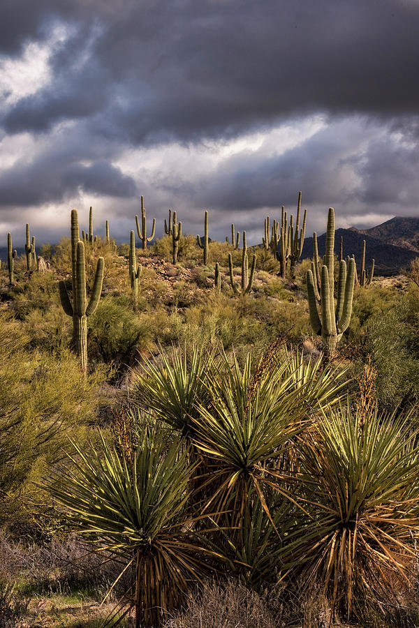 In The Sonoran Desert  Photograph by Saija Lehtonen