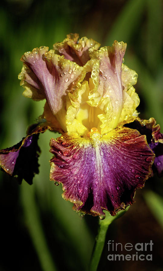 Iris Photograph - In the Spotlight by ArtissiMo Photography