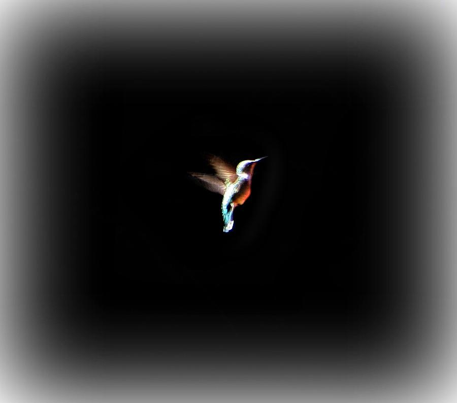Hummingbird Photograph - In The Spotlight by Barbara S Nickerson
