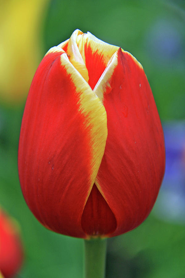 Flower Photograph - In The Spring by Scott Mahon
