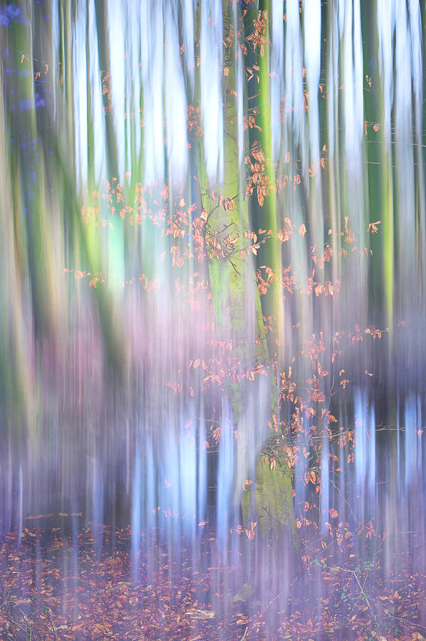 In the Spring Woods. Impressionism Photograph by Jenny Rainbow